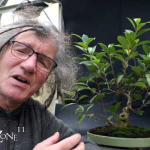 Pruning and Repotting My Ficus "Cutting of a Cutting", The Bonsai Zone, Oct 2024