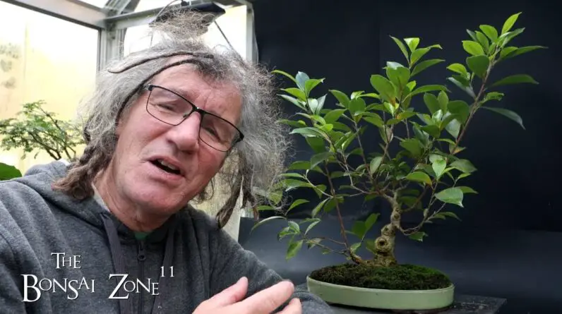 Pruning and Repotting My Ficus "Cutting of a Cutting", The Bonsai Zone, Oct 2024