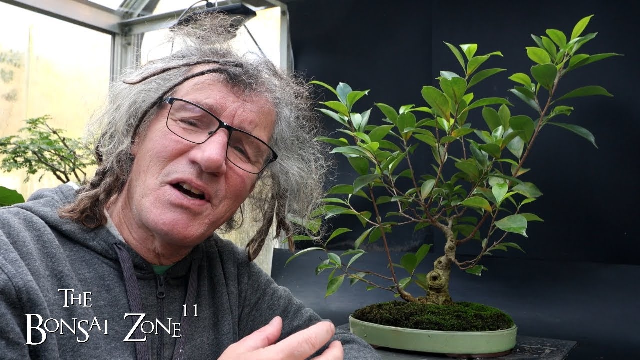 Pruning and Repotting My Ficus "Cutting of a Cutting", The Bonsai Zone, Oct 2024