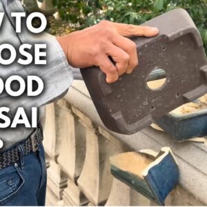 Good vs. Bad Bonsai Pot: Let's Break Some Pots! | Q&A