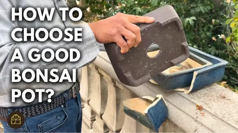 Good vs. Bad Bonsai Pot: Let's Break Some Pots! | Q&A