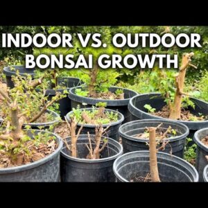 Growing Bonsai Indoors vs. Outdoors | Q&A