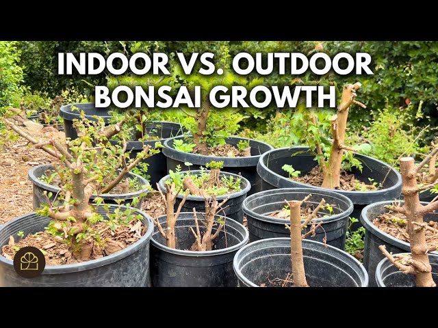 Growing Bonsai Indoors vs. Outdoors | Q&A