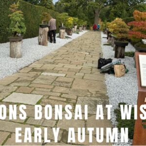 Herons Bonsai at Wisley Early Autumn