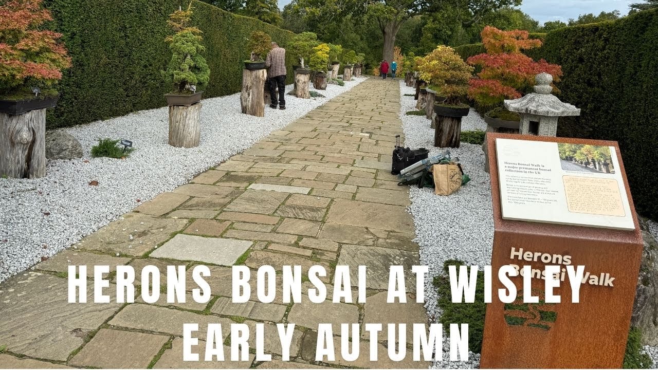 Herons Bonsai at Wisley Early Autumn