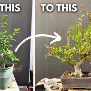 How I Grew this Chinese Hackberry Bonsai from a Seedling