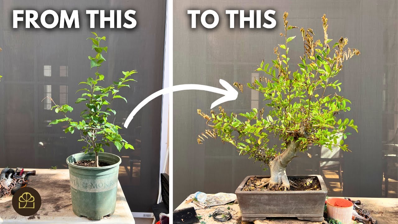 How I Grew this Chinese Hackberry Bonsai from a Seedling