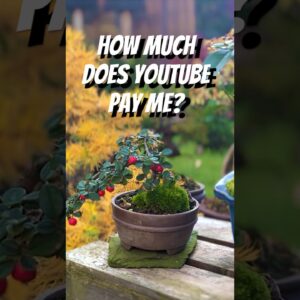 HOW MUCH Does YouTube Pay Me? (Small bonsai channel)