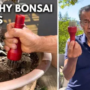 How to Aerate Your Soil for Healthier Bonsai Roots | Q&A