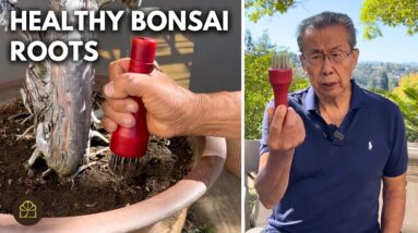 How to Aerate Your Soil for Healthier Bonsai Roots | Q&A