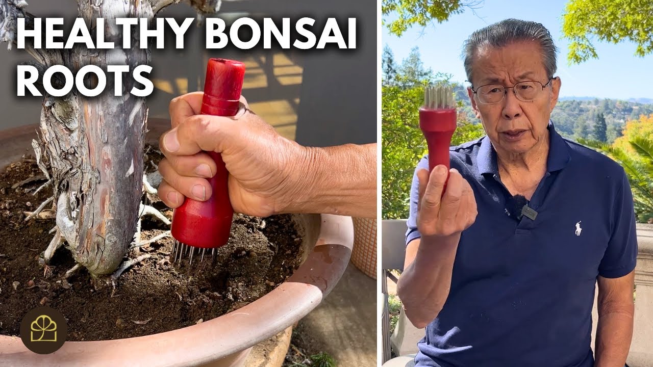 How to Aerate Your Soil for Healthier Bonsai Roots | Q&A