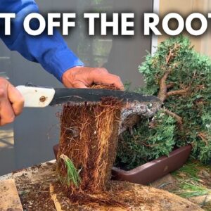 How to Fix a Root-Bound Bonsai (Cypress)