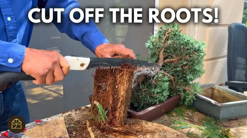 How to Fix a Root-Bound Bonsai (Cypress)