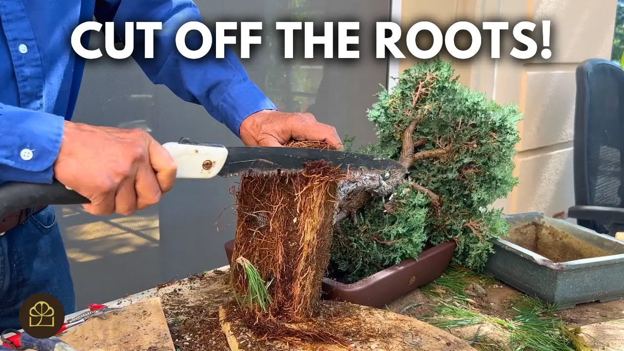 How to Fix a Root-Bound Bonsai (Cypress)