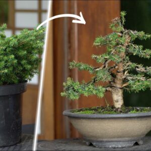 How to make a Bonsai tree - DIY