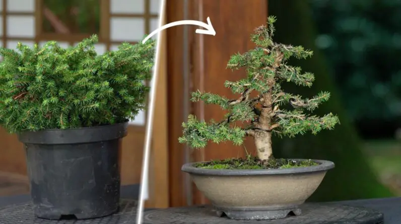 How to make a Bonsai tree - DIY