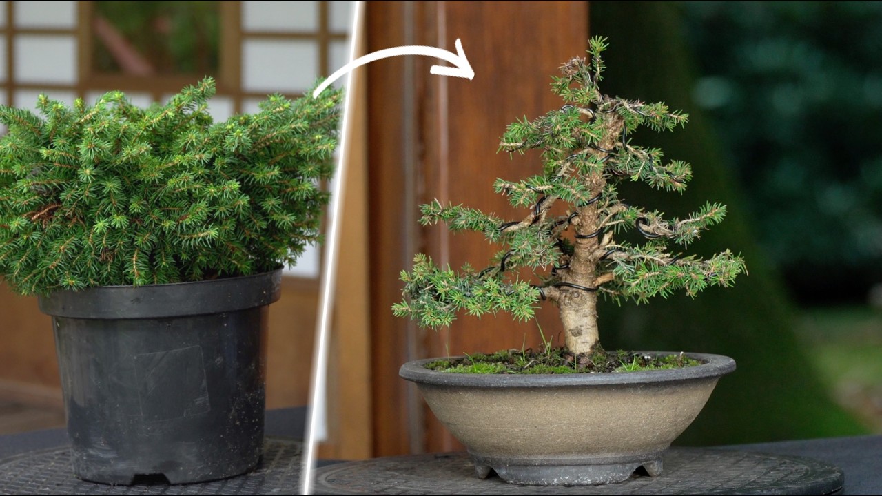 How to make a Bonsai tree - DIY