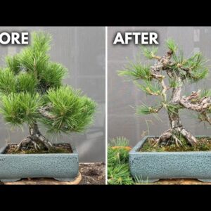 How to Prune a Japanese Black Pine Bonsai Branch-by-Branch