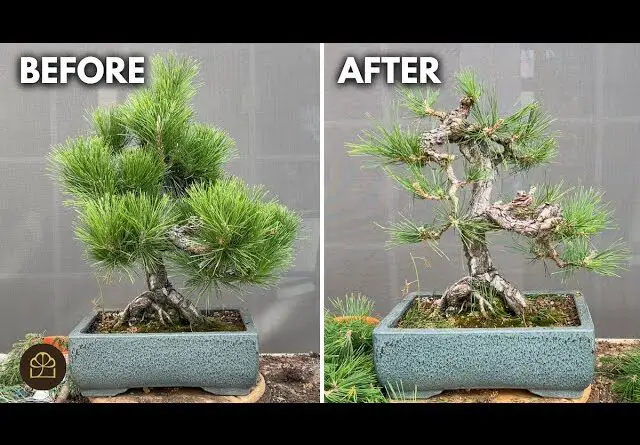 How to Prune a Japanese Black Pine Bonsai Branch-by-Branch