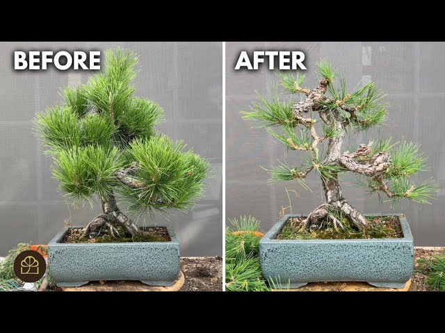 How to Prune a Japanese Black Pine Bonsai Branch-by-Branch