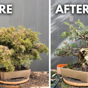 How to Revive an Overgrown and Sunburned Bonsai (Juniper)