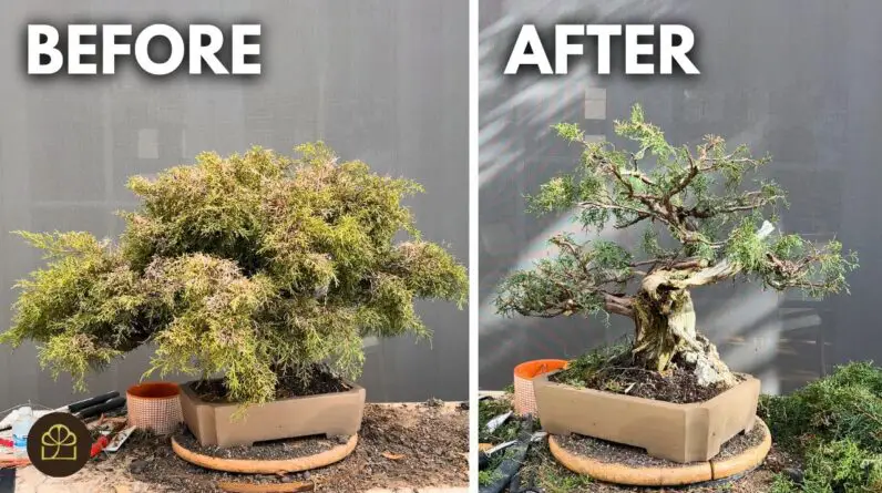 How to Revive an Overgrown and Sunburned Bonsai (Juniper)