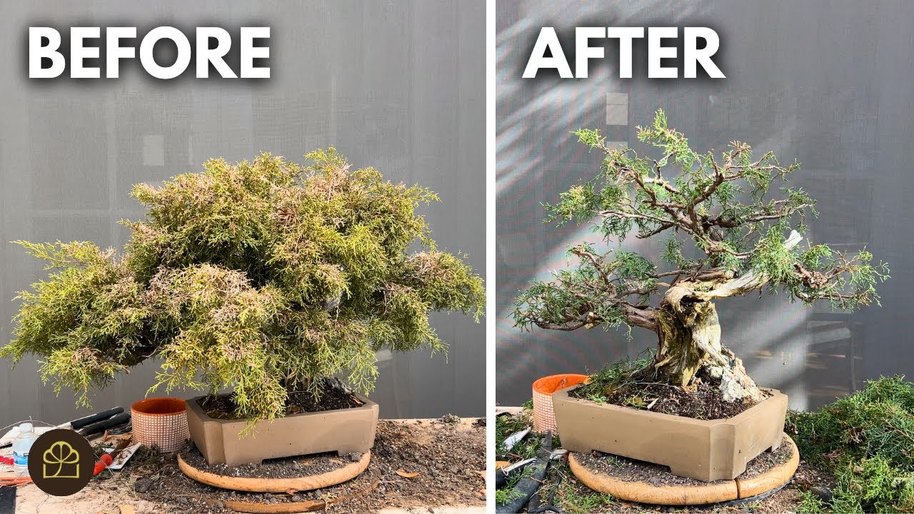 How to Revive an Overgrown and Sunburned Bonsai (Juniper)