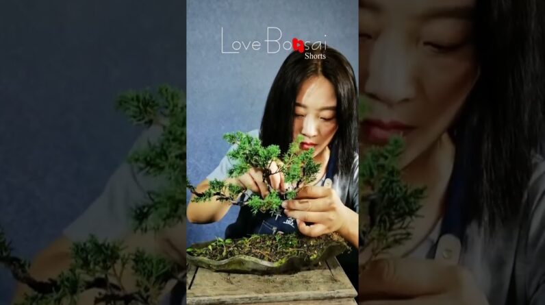 Artistic bonsai pruning techniques! #70 #lovebonsai #bonsai #bonsaiart #bonsaitree