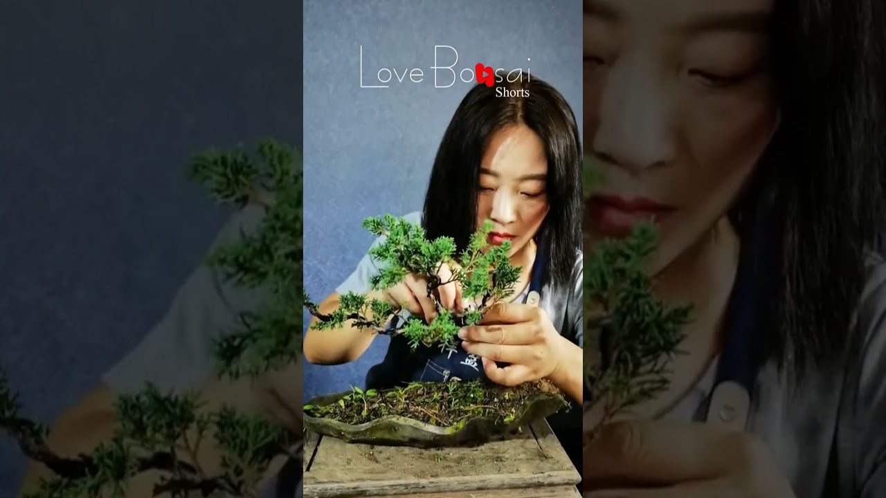 Artistic bonsai pruning techniques! #70 #lovebonsai #bonsai #bonsaiart #bonsaitree