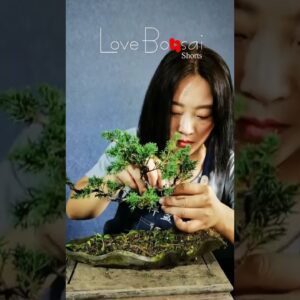 Artistic bonsai pruning techniques! #70 #lovebonsai #bonsai #bonsaiart #bonsaitree