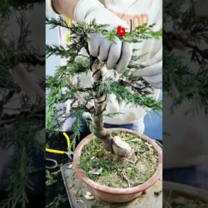 Artistic bonsai pruning techniques! #72 #lovebonsai #bonsai #bonsaiart #bonsaitree