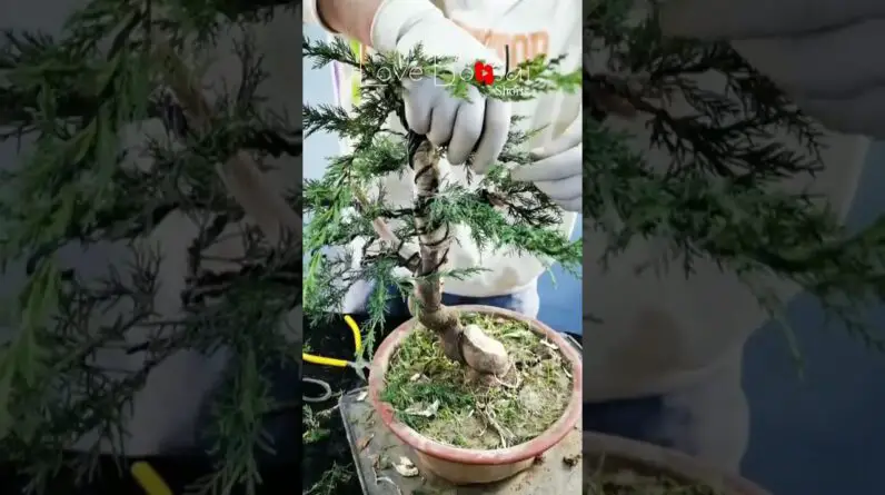 Artistic bonsai pruning techniques! #72 #lovebonsai #bonsai #bonsaiart #bonsaitree