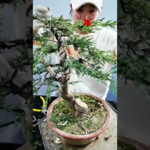 Artistic bonsai pruning techniques! #72 #lovebonsai #bonsai #bonsaiart #bonsaitree