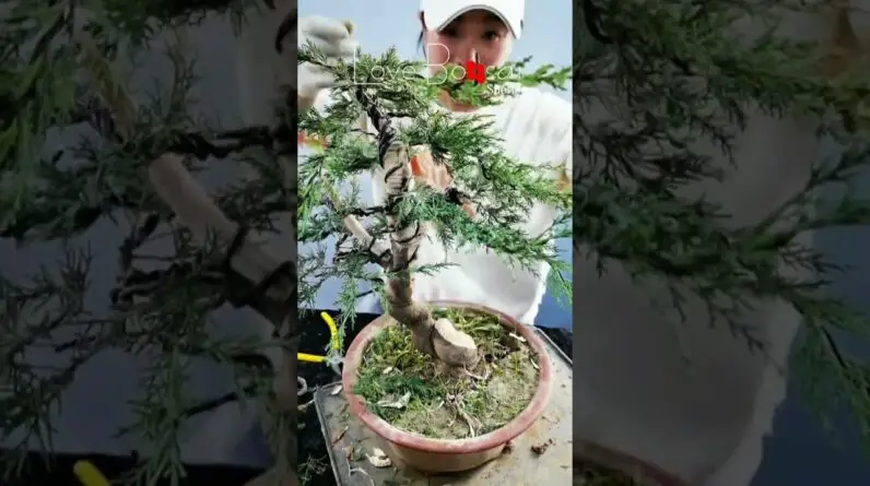 Artistic bonsai pruning techniques! #72 #lovebonsai #bonsai #bonsaiart #bonsaitree