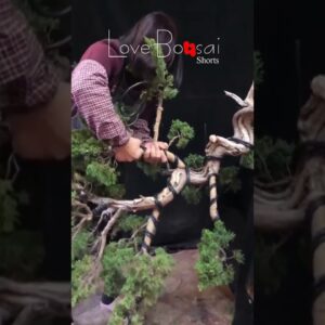 Artistic bonsai pruning techniques! #73 #lovebonsai #bonsai #bonsaiart #bonsaitree