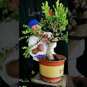 Artistic bonsai pruning techniques! #74 #lovebonsai #bonsai #bonsaiart #bonsaitree