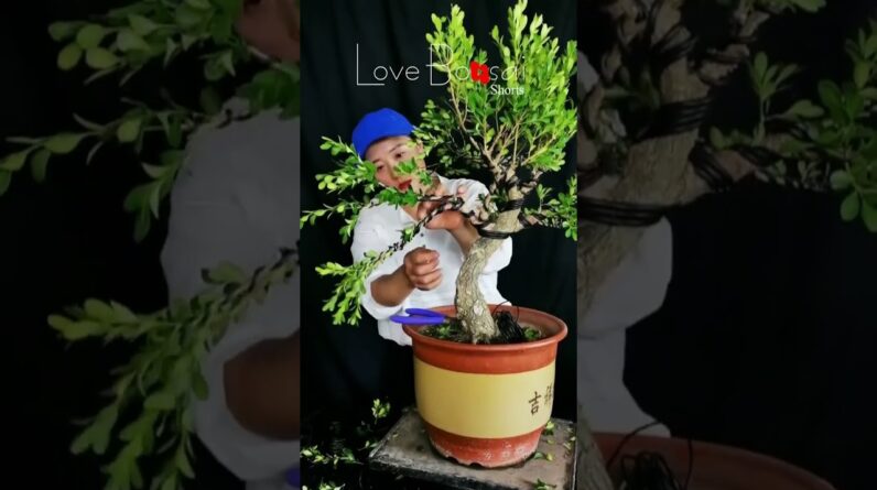 Artistic bonsai pruning techniques! #74 #lovebonsai #bonsai #bonsaiart #bonsaitree