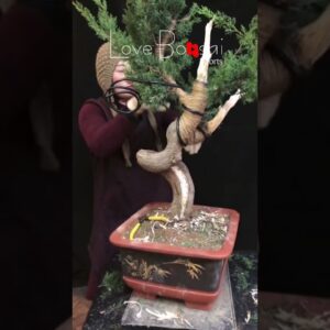 Artistic bonsai pruning techniques! #75 #lovebonsai #bonsai #bonsaiart #bonsaitree