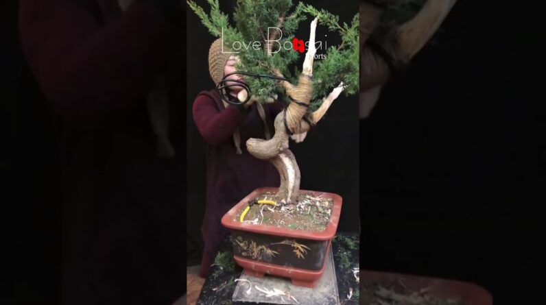 Artistic bonsai pruning techniques! #75 #lovebonsai #bonsai #bonsaiart #bonsaitree