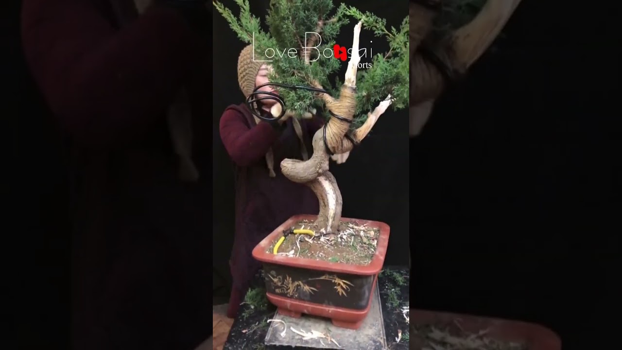 Artistic bonsai pruning techniques! #75 #lovebonsai #bonsai #bonsaiart #bonsaitree