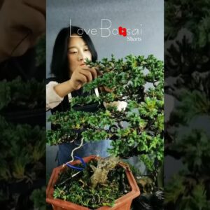 Artistic bonsai pruning techniques! #76 #lovebonsai #bonsai #bonsaiart #bonsaitree