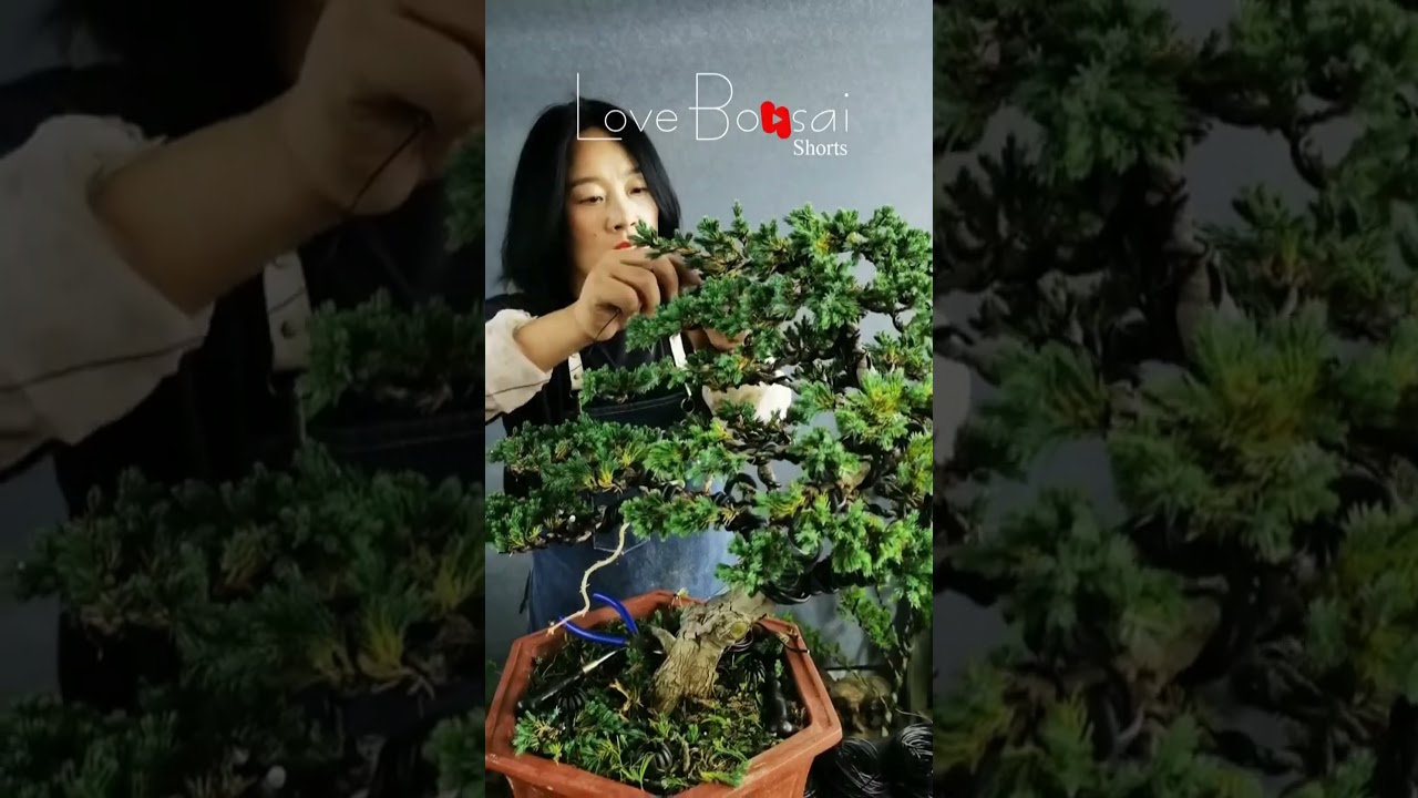 Artistic bonsai pruning techniques! #76 #lovebonsai #bonsai #bonsaiart #bonsaitree