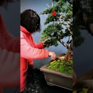 Artistic bonsai pruning techniques! #77 #lovebonsai #bonsai #bonsaiart #bonsaitree