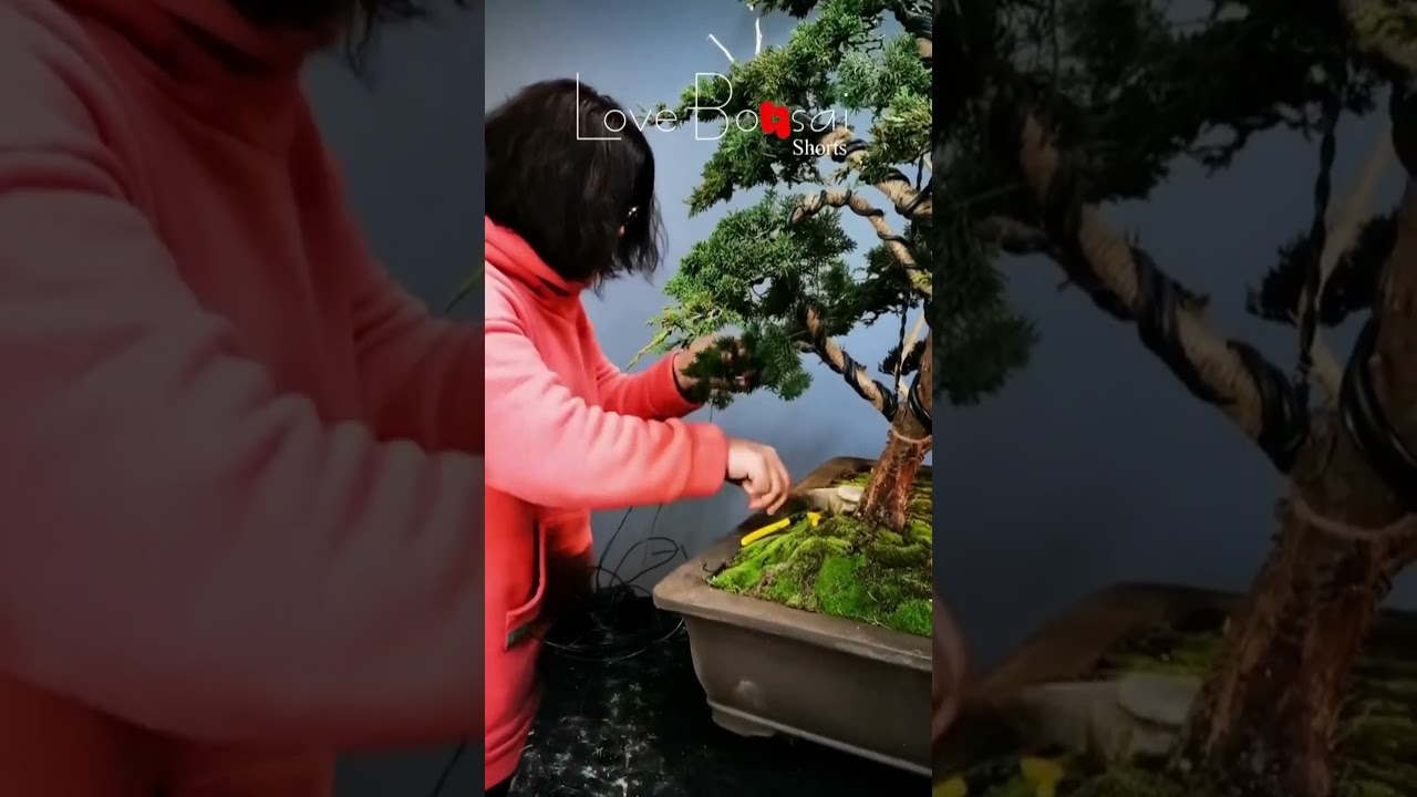 Artistic bonsai pruning techniques! #77 #lovebonsai #bonsai #bonsaiart #bonsaitree