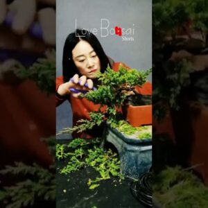 Artistic bonsai pruning techniques! #78 #lovebonsai #bonsai #bonsaiart #bonsaitree