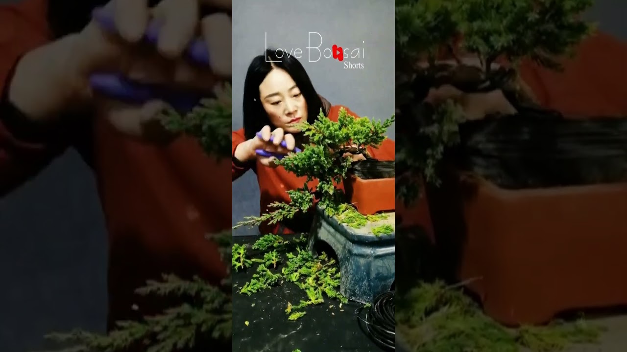 Artistic bonsai pruning techniques! #78 #lovebonsai #bonsai #bonsaiart #bonsaitree