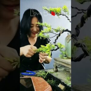 Artistic bonsai pruning techniques! #79 #lovebonsai #bonsai #bonsaiart #bonsaitree