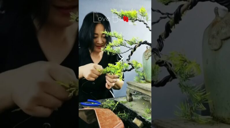 Artistic bonsai pruning techniques! #79 #lovebonsai #bonsai #bonsaiart #bonsaitree