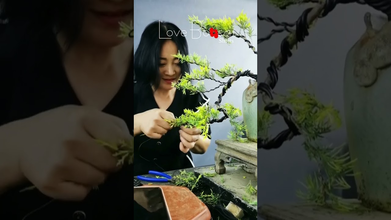 Artistic bonsai pruning techniques! #79 #lovebonsai #bonsai #bonsaiart #bonsaitree