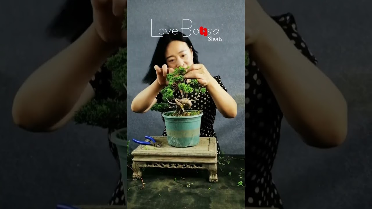 Artistic bonsai pruning techniques! #80 #lovebonsai #bonsai #bonsaiart #bonsaitree